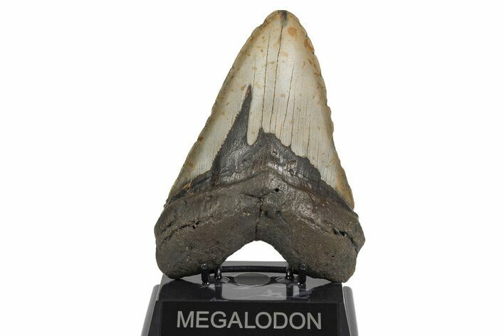 Massive, Fossil Megalodon Tooth - North Carolina #208008